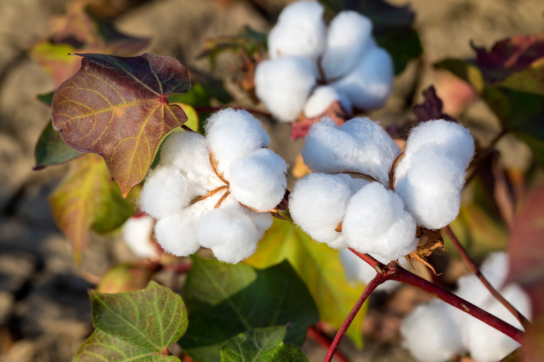 I Vantaggi del Cotone Biologico per l'Ambiente